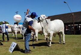 72ª Expoagro/AL terá exposições regionais das raças gir, girolando e nelore