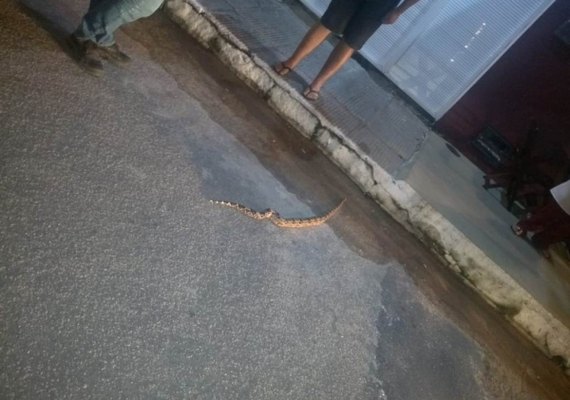 Jiboia aparece na Jatiúca e agentes do Ronda no Bairro ajudam moradores a resgatar o animal