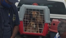 Vigilância em Zoonoses resgata animais abandonados em clínica veterinária em Maceió