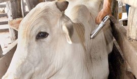 Adeal informa que criador tem até o dia 30 para declarar vacinação de gado