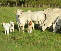 Precocidade e habilidade materna definem o time de fêmeas do Leilão Santa Nazaré e Varrela