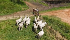 Prazo para vacinação contra a febre aftosa tem nova prorrogação