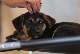 Lei regulamenta guarda compartilhada de animais de estimação