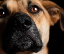 Seu pet pode proteger sua família: saiba como prevenir zoonoses