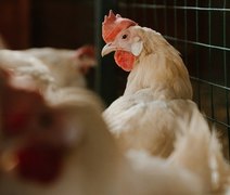 Setor avícola: projeções apontam crescimento na produção e consumo de carne e ovos