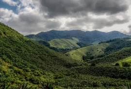 Operação contra o desmatamento da Mata Atlântica começa em 17 estados