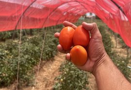 Projeto inovador apoiado pelo Governo de Alagoas aumenta a produção de tomates em 14 toneladas
