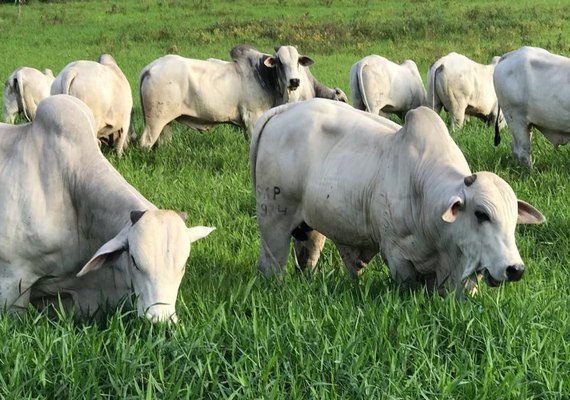 1º Mega Touros promete converter genética nelore em lucratividade
