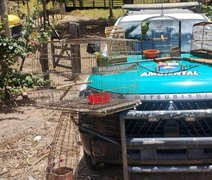 BPA apreende arma e resgata animais silvestres mantidos ilegalmente em Limoeiro de Anadia
