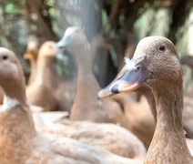 Produção de foie gras é proibida no Brasil após sanção de nova lei