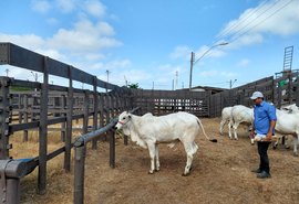 Primeiros animais chegam ao Parque da Pecuária