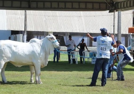 Expoalagoas Genética Itinerante será vitrine para a pecuária de AL