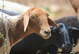 Agricultores familiares dobram a contratação de crédito do Plano Safra no BNB