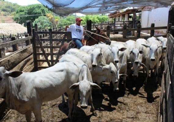 Segunda etapa da campanha de vacinação contra a febre aftosa tem cobertura de 95%