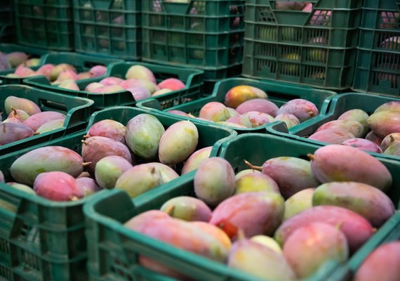 Exportações de frutas brasileiras totalizaram R$ 8,4 bilhões