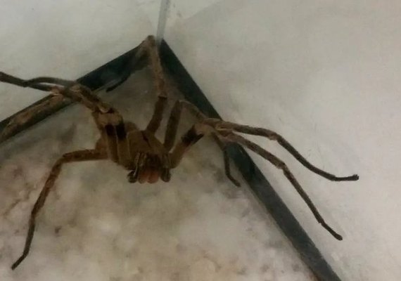 Sesau investiga suspeita de ataques de aranha-marrom após duas mortes em AL