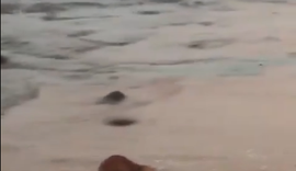 Quati é encontrado por banhistas na praia de Riacho Doce, em Maceió