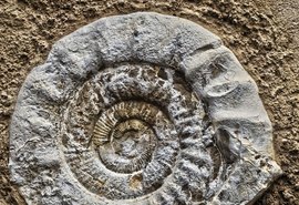 Fósseis raros de 340 milhões de anos são encontrados em muro de pedra