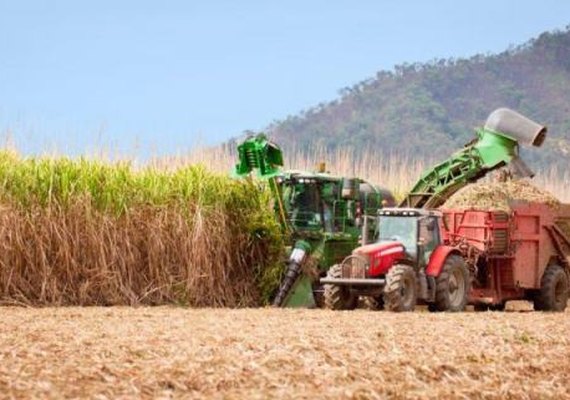Safra acumula mais de 12,8 mi de toneladas de cana processadas