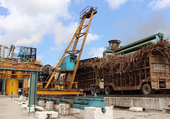 Usinas alagoanas já produziram mais 498 mil toneladas de açúcar