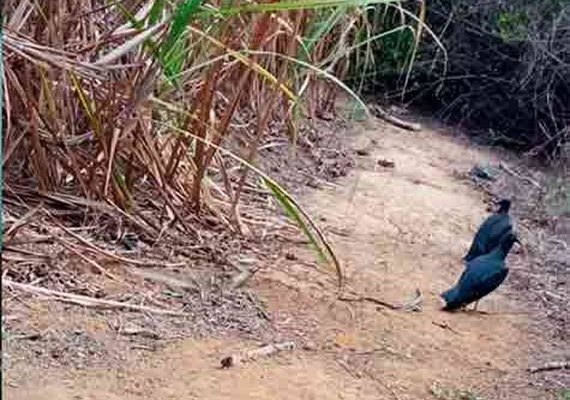 Corpo de jovem pernambucano é encontrado em fazenda na Zona da Mata