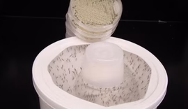 Cientistas criam fungo com aroma floral que elimina mosquitos da dengue, malária e zika