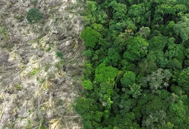 Em 40 anos, Amazônia perdeu área de vegetação do tamanho da França