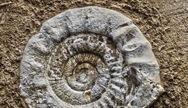 Fósseis raros de 340 milhões de anos são encontrados em muro de pedra