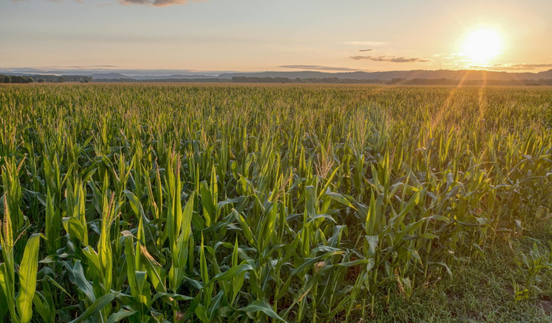 PIB da agropecuária cresce 11,7% e impulsiona resultado da economia em 2025