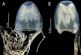 Cientistas descobrem nova espécie de água-viva com veneno mortal