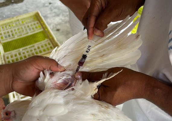 Adeal inicia sorologia da influenza aviária em granjas de Alagoas