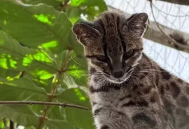 Pesquisador brasileiro descobre nova espécie de felino selvagem na Bolívia