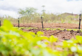 Programa Irriga Alagoas pode ampliar área irrigada em mais de 320 hectares