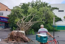 Via é interditada após queda de árvore em frente ao terminal de ônibus no Benedito Bentes