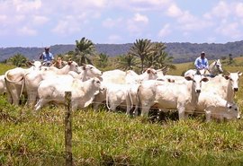 Leilão Nelore Positivo terá lote vantajoso 3 em 1 com vacas prenhes e bezerro ao pé