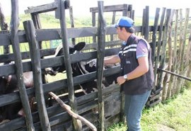 Prazo para vacinação do rebanho contra febre aftosa encerra nesta quinta (31)