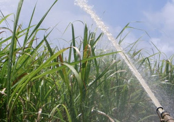 Pouca chuva preocupa fornecedores de cana de Alagoas