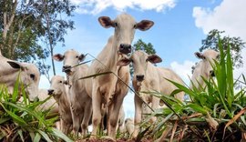 Mais de 98% do rebanho foi imunizado contra aftosa