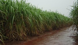 Chuvas na região canavieira de Alagoas diminuíram