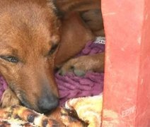 Vídeo: cachorro percorre 12 km para se despedir de dono em velório em Minas Gerais