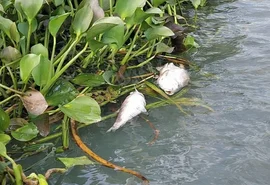 Mortandade de peixes em Jequiá da Praia pode ter ligação com esgoto