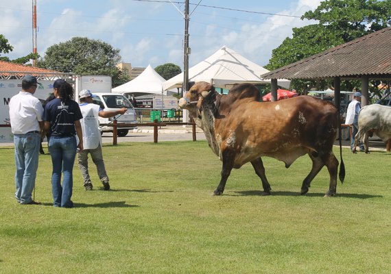 9ª Expoalagoas Genética se prepara para receber mais de mil animais no Parque da Pecuária