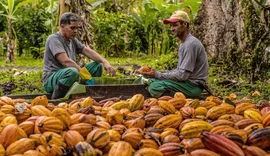 Coopcacau realiza 3º Encontro Estadual dos Produtores de Cacau em AL