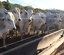Reação da arroba reacende expectativas na pecuária