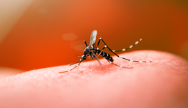 Alagoas registra em 2021 diminuição de 62% de casos de dengue comparado ao ano anterior