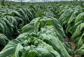 ﻿Adeal inicia trabalho de campo para manutençãp de área livre do mofo azul do tabaco