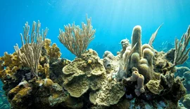 Corais demonstram que El Niño está mais frequente e intenso em estudo