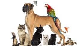 Saiba como cuidar dos animais em tempos de pandemia da Covid-19