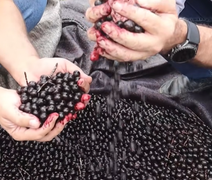 Vídeo do Alagoas Rural sobre fábrica de açaí viraliza e soma milhares de curtidas