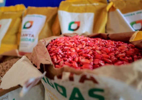Planta Alagoas distribui 400 toneladas de sementes de milho em 2025 e beneficia 45 mil agricultores familiares